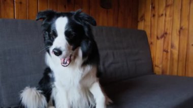 Şirin köpek yavrusu sınır köpeği Collie evde kanepede yatıp komik suratıyla oynuyor. Evcil köpek rahat bir kanepede uyumaya hazır. Hayvan bakımı ve hayvan bakımı konsepti. Komik duygusal köpek.