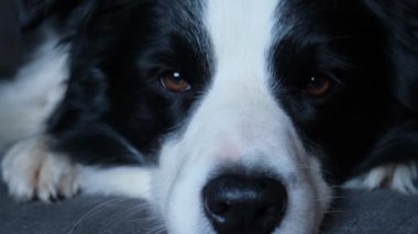 Şirin köpek yavrusu sınır köpeği Collie evde kanepede yatıp komik suratıyla oynuyor. Evcil köpek rahat bir kanepede uyumaya hazır. Hayvan bakımı ve hayvan bakımı konsepti. Komik duygusal köpek.