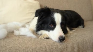 Evdeki kanepede yatan yaramaz yastığı ısırdıktan sonra yaramaz yavru köpek sınır köpeği çoban köpeği. Suçlu köpek ve yıkılmış oturma odası. Dağınık ev ve komik suçlu bakışlı köpek yavrusu.