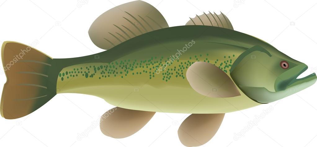 River fish