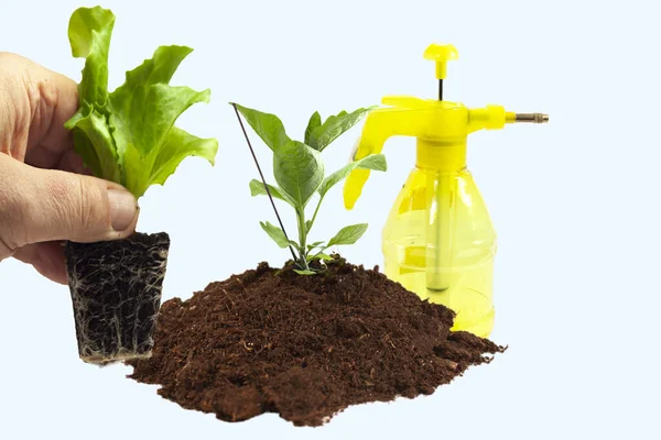 Horticultura Jardinería Tierra Rociadores Trasplante Planta —  Fotos de Stock