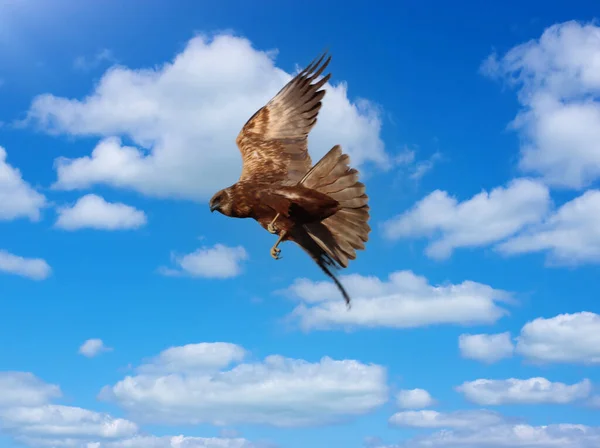 Охотничья Птица Летящая Небе — стоковое фото