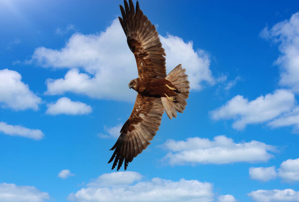 bird of prey hunting buzzard flying in the sky