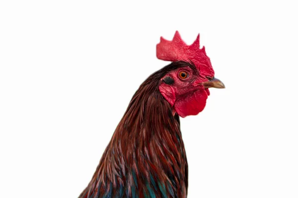 Closeup Rooster Head White Background — Stock Photo, Image