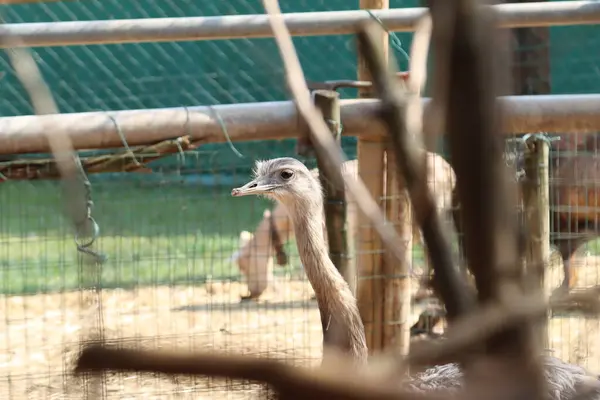 Rhea Irmão Avestruz Origem Sul Americana — Fotografia de Stock