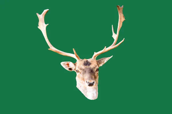 Adult Male Fallow Deer Head Branched Horns — Stock Photo, Image