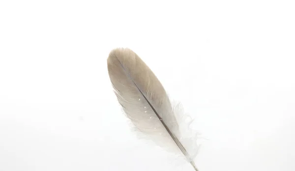 Feather Quill Dove Gray White Background — Stock Photo, Image