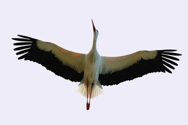 Vit Stork Med Röd Näbb Flygning Med Vit Bakgrund — Stockfoto