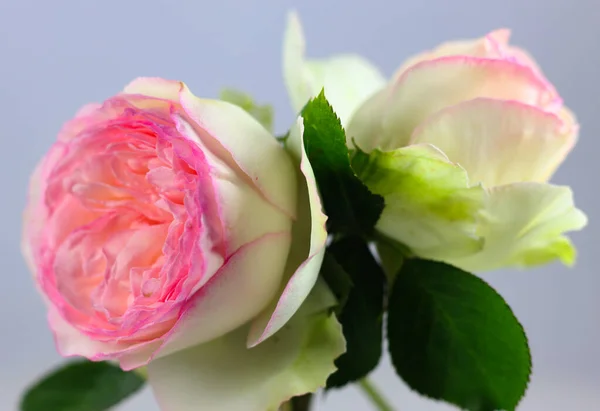 Λουλούδι Και Μπουμπούκι Ενός Λευκού Τριαντάφυλλου Αγγλικού Τύπου Καρδιά Σολομού — Φωτογραφία Αρχείου