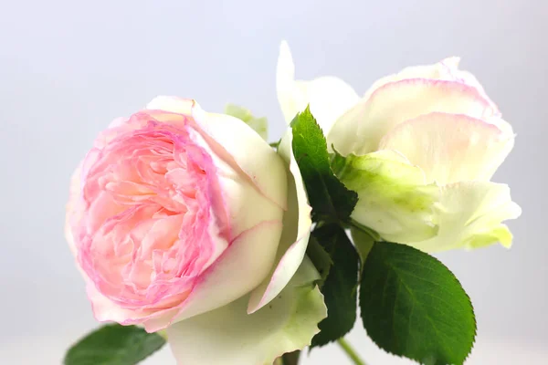 Flower Bud White English Type Rose Salmon Heart — Fotografia de Stock