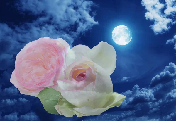 Αγγλικό Τριαντάφυλλο Μια Νύχτα Πανσελήνου — Φωτογραφία Αρχείου