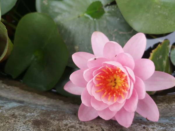 ナインフェアファビオラ池植物睡蓮の水生植物 — ストック写真
