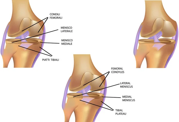 Skeletal Section Human Knee Movement Apparatus — Stock Vector