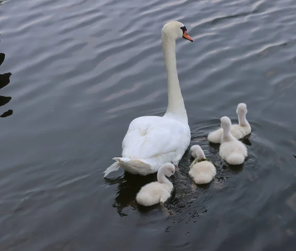 Family Pair White Swans Chicks — Stock Photo, Image