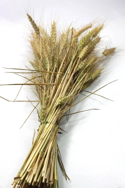 Пучок Колосьев Обрезанной Пшеницы — стоковое фото
