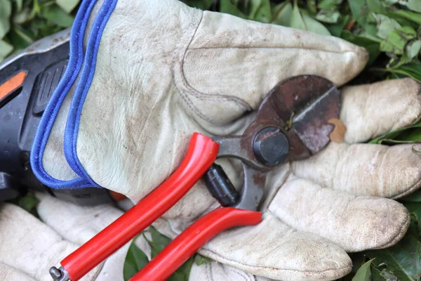 Guantes Tijera Restos Seto Cortado — Foto de Stock