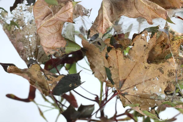 Bruco Acero Rosso Cobweb Ifantria — Foto Stock