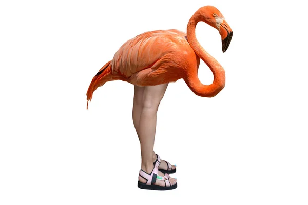Roze Flamingo Met Menselijke Vrouwelijke Benen — Stockfoto