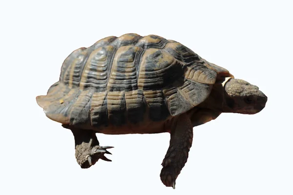 Turtle Conune Contoured White Background — Stock Photo, Image