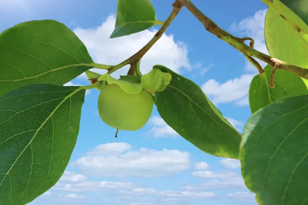 果物の少ない柿の木 — ストック写真