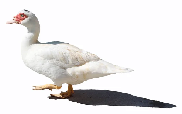 White Mute Goose Backyard Bird — Stockfoto