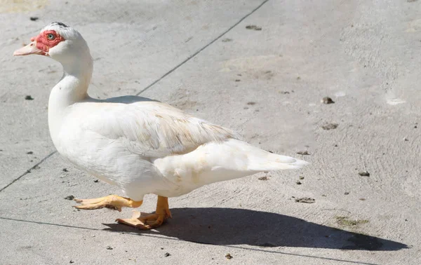 White Mute Goose Backyard Bird — Stockfoto