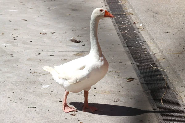 White Goose Long Neck — Stockfoto