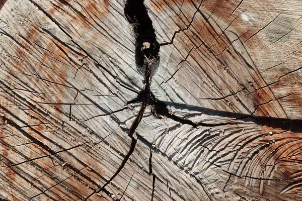 Грубая Деревянная Поверхность Старого Дерева — стоковое фото