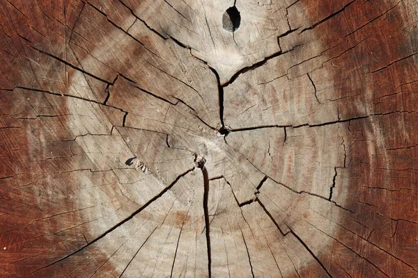 Грубая Деревянная Поверхность Старого Дерева — стоковое фото