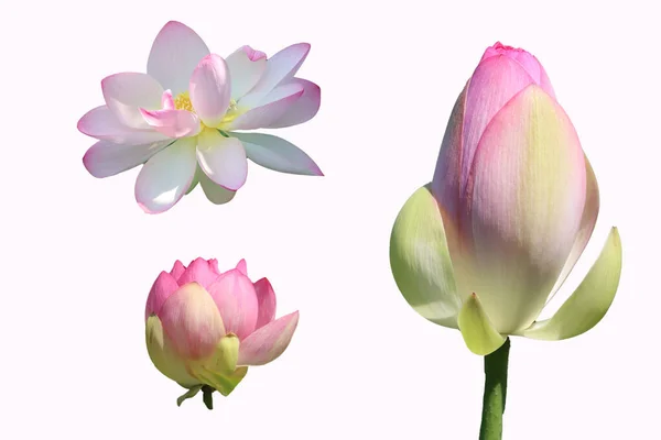 Природа Квітка Квітка Лотос Бутон — стокове фото