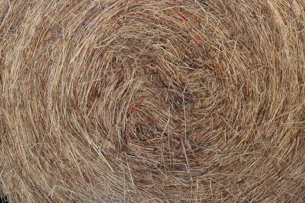 Roll Tied Dried Hay Bales — Stock Photo, Image