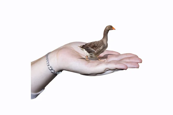 Figure Goose Palm Hand — Fotografia de Stock