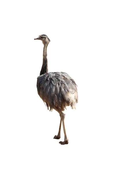 Big Bird South America Named Nandu — Stock fotografie