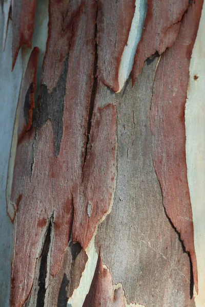 Stammar Olika Former Röd Eukalyptus Sicilianområde — Stockfoto