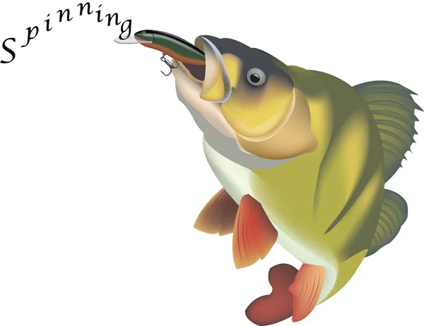 Sport Fishing Spinning Sea Bass — Stock Vector
