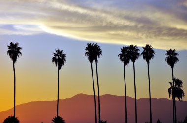 satır palmiye ağaçları