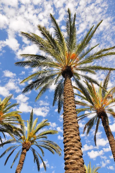 Palma contro il cielo blu Immagine Stock