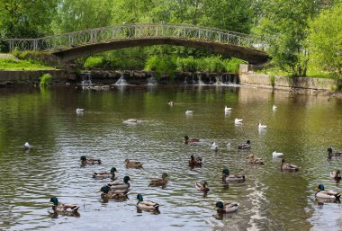 Orman parkında ördek göleti