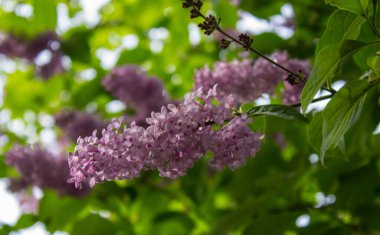 Leylak çalılığına yakın plan