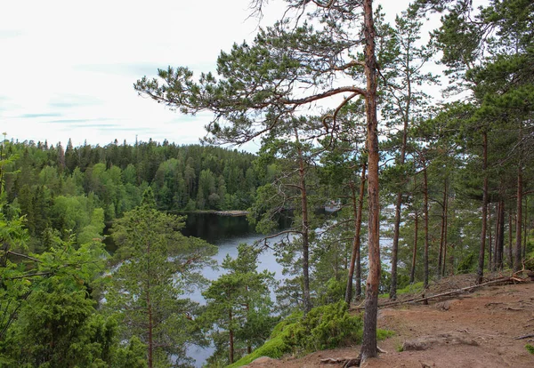 View Forest Lake Ladoga Valaam Island — стоковое фото