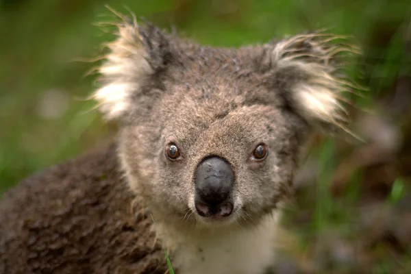 Koala ausltraliano — Foto de Stock