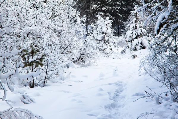 Paesaggio invernale di alberi innevati — Foto Stock