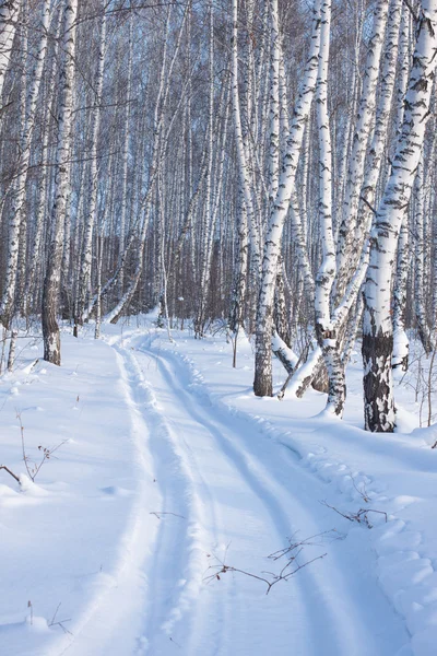 Зимний пейзаж заснеженных деревьев — стоковое фото