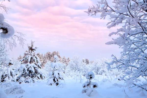 Karla kaplı ağaçların kış manzarası — Stok fotoğraf