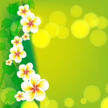 Frangipani çiçek yeşil zemin üzerine