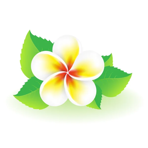 Frangipani tropical flower — Stock Vector