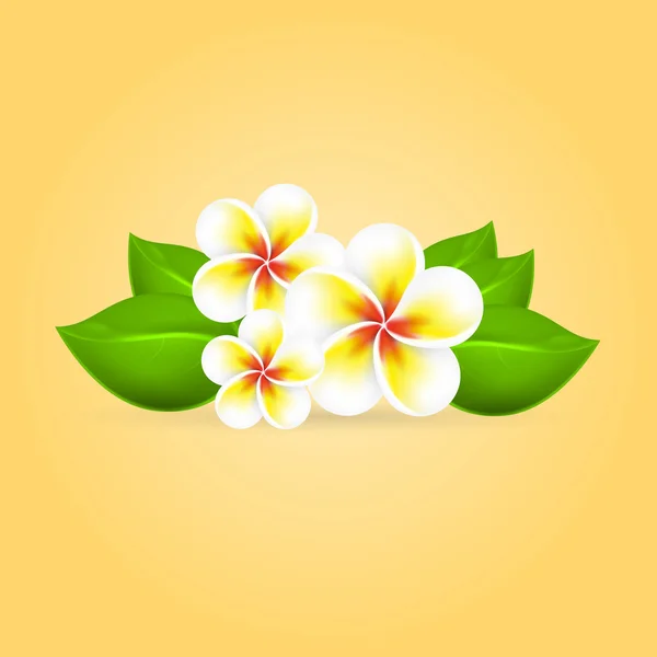 Frangipani tropical flower — Stock Vector