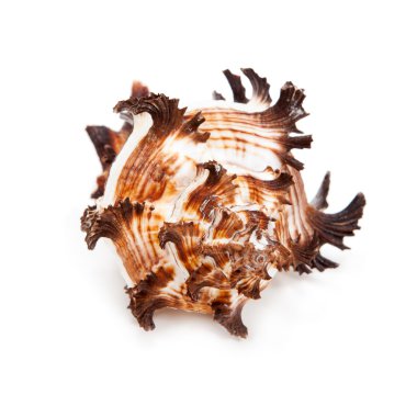 beyaz arkaplanda deniz kabuğu