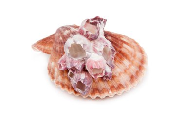 beyaz arkaplanda deniz kabuğu