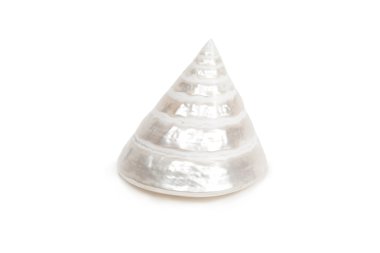 beyaz arkaplanda deniz kabuğu